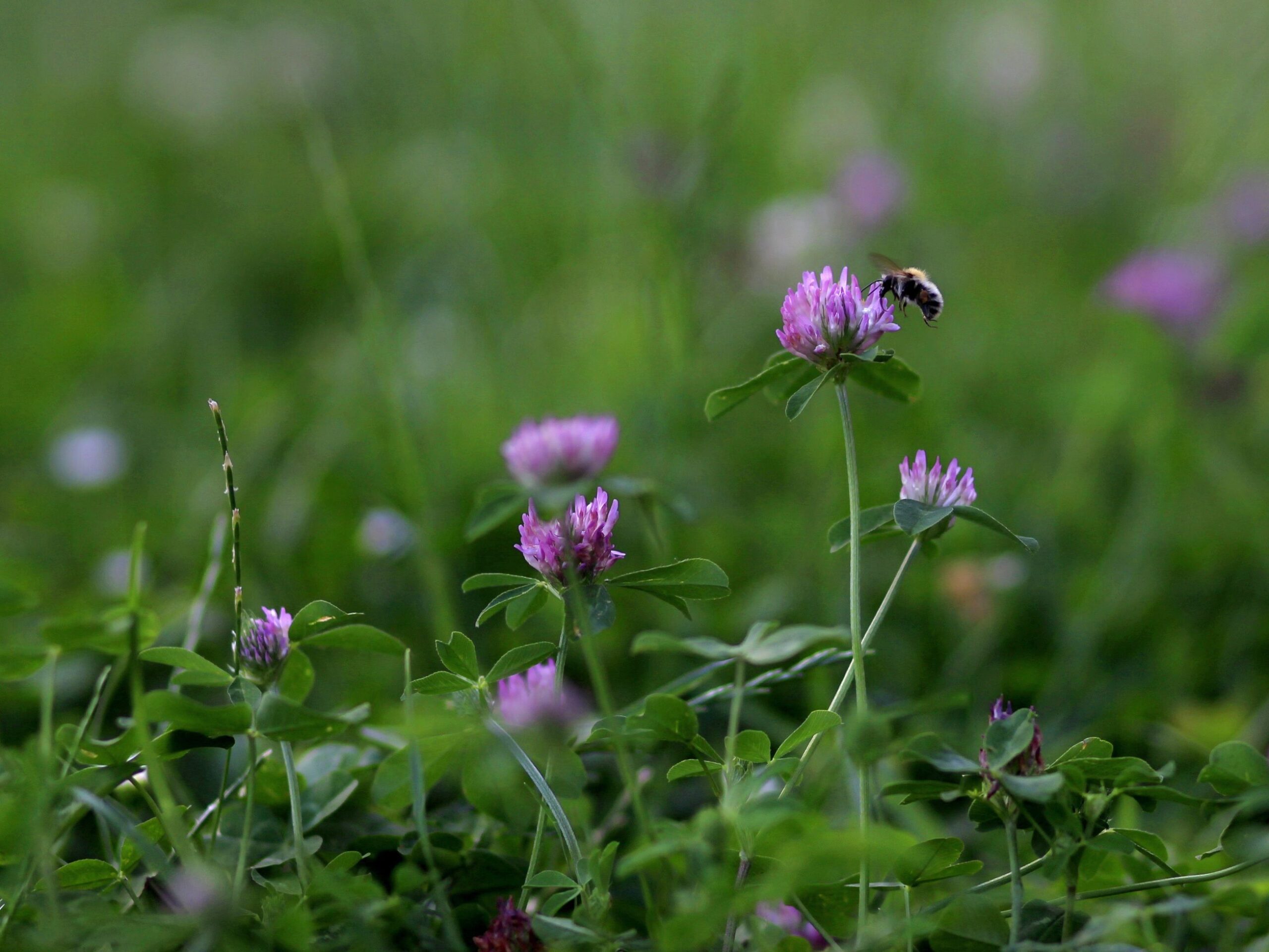 clover field